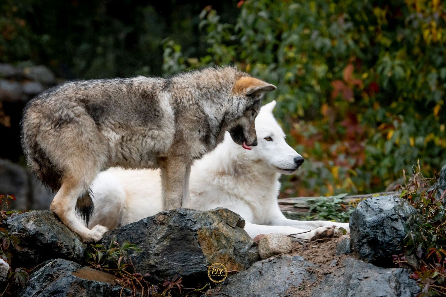 wildlife