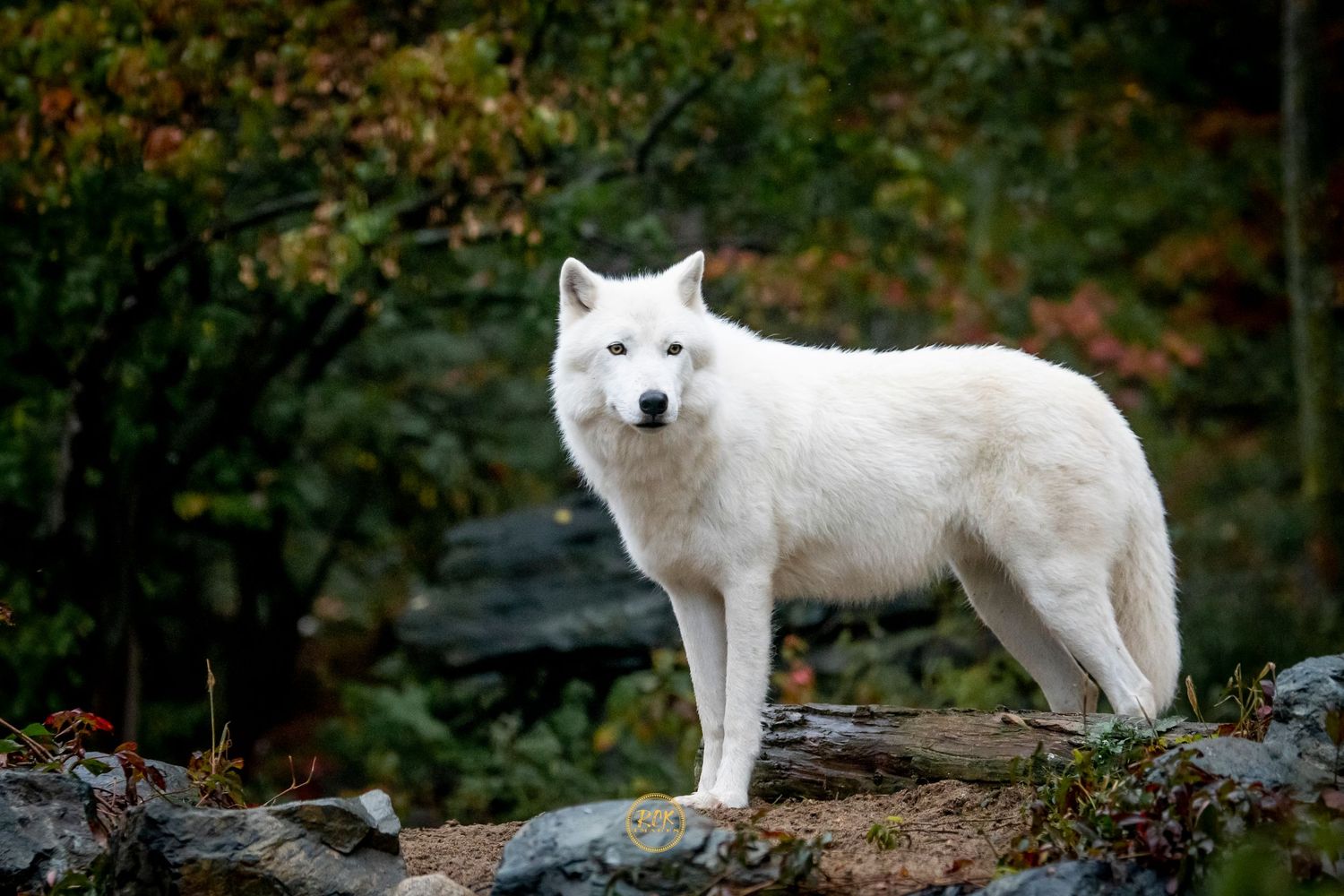 wildlife