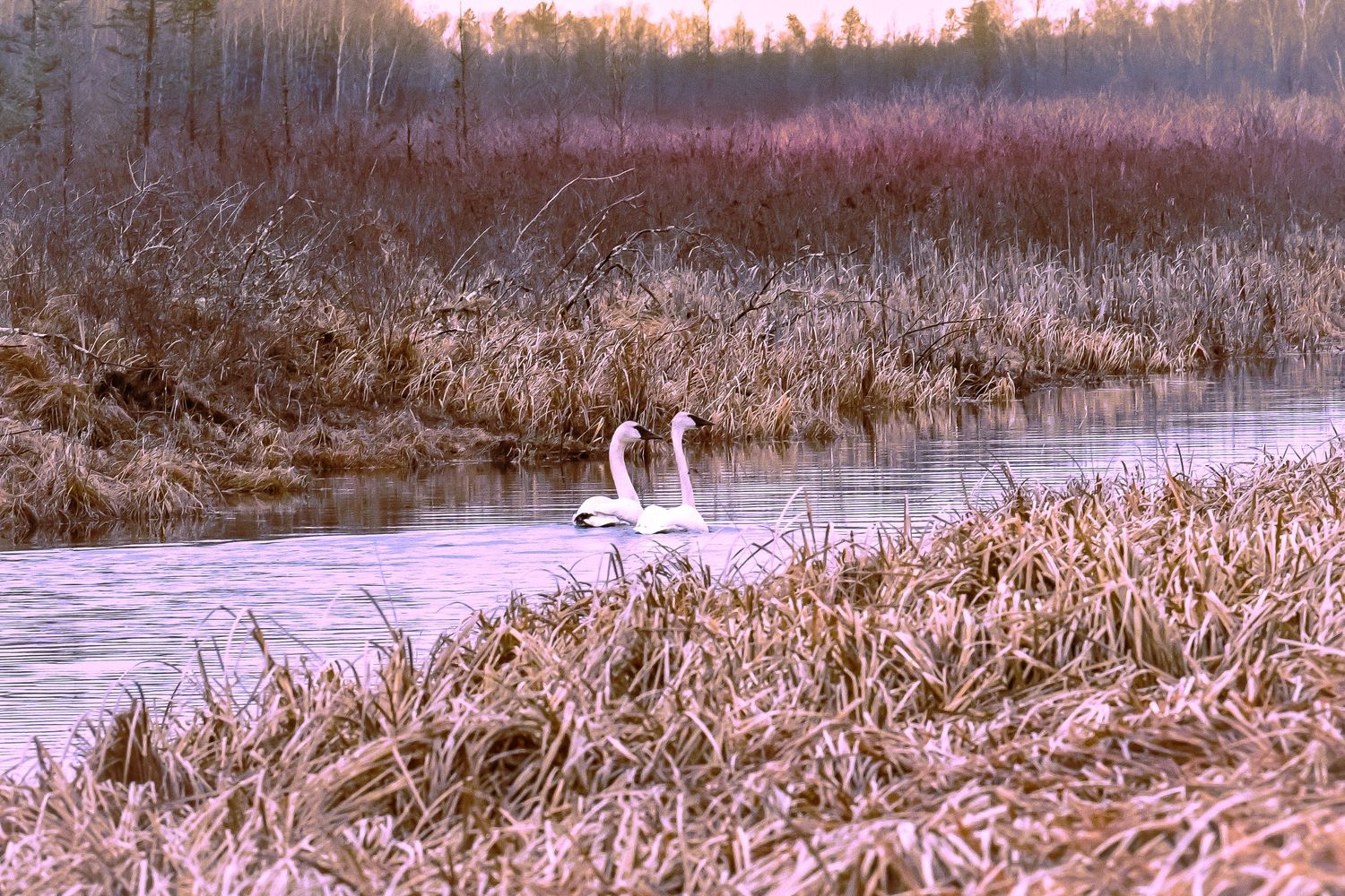 wildlife