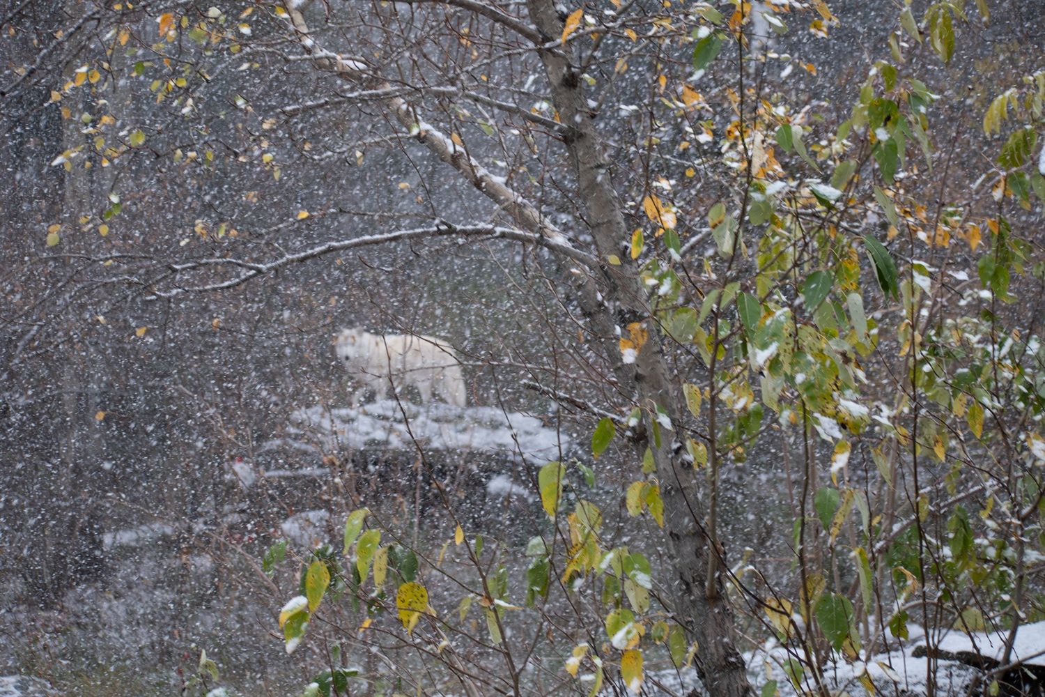 wildlife