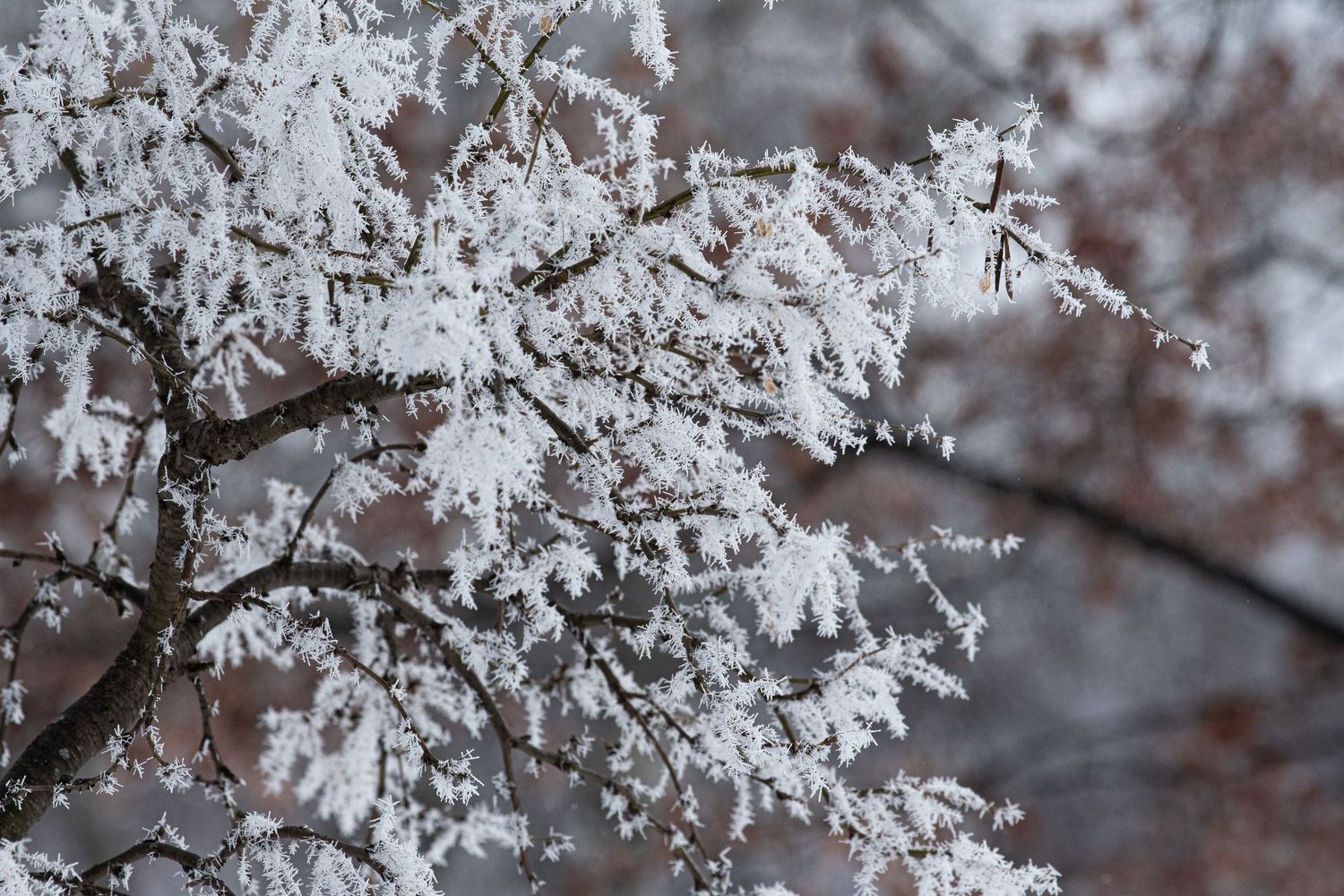 snow