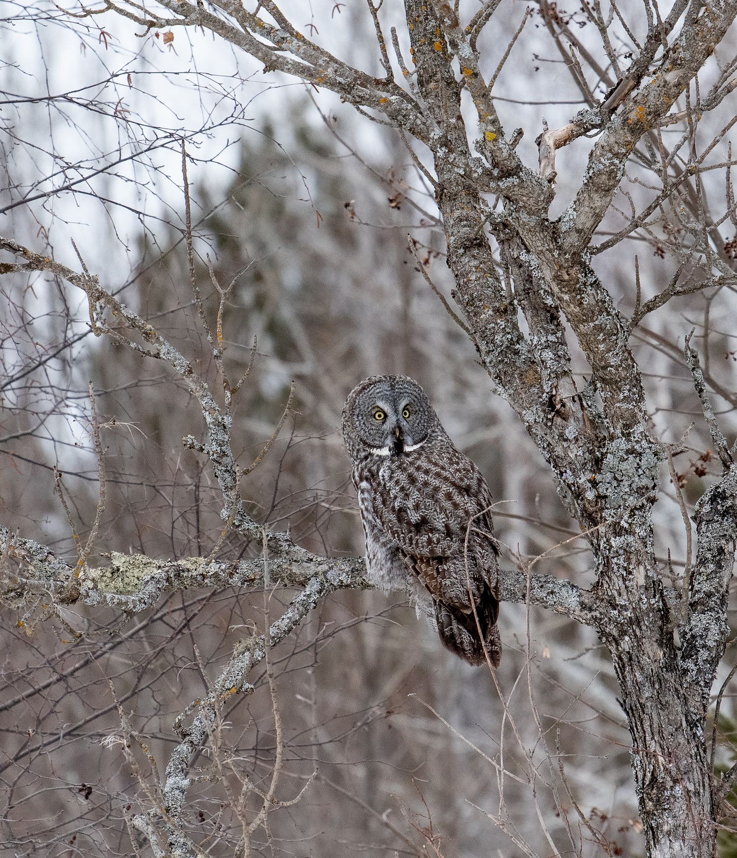 wildlife