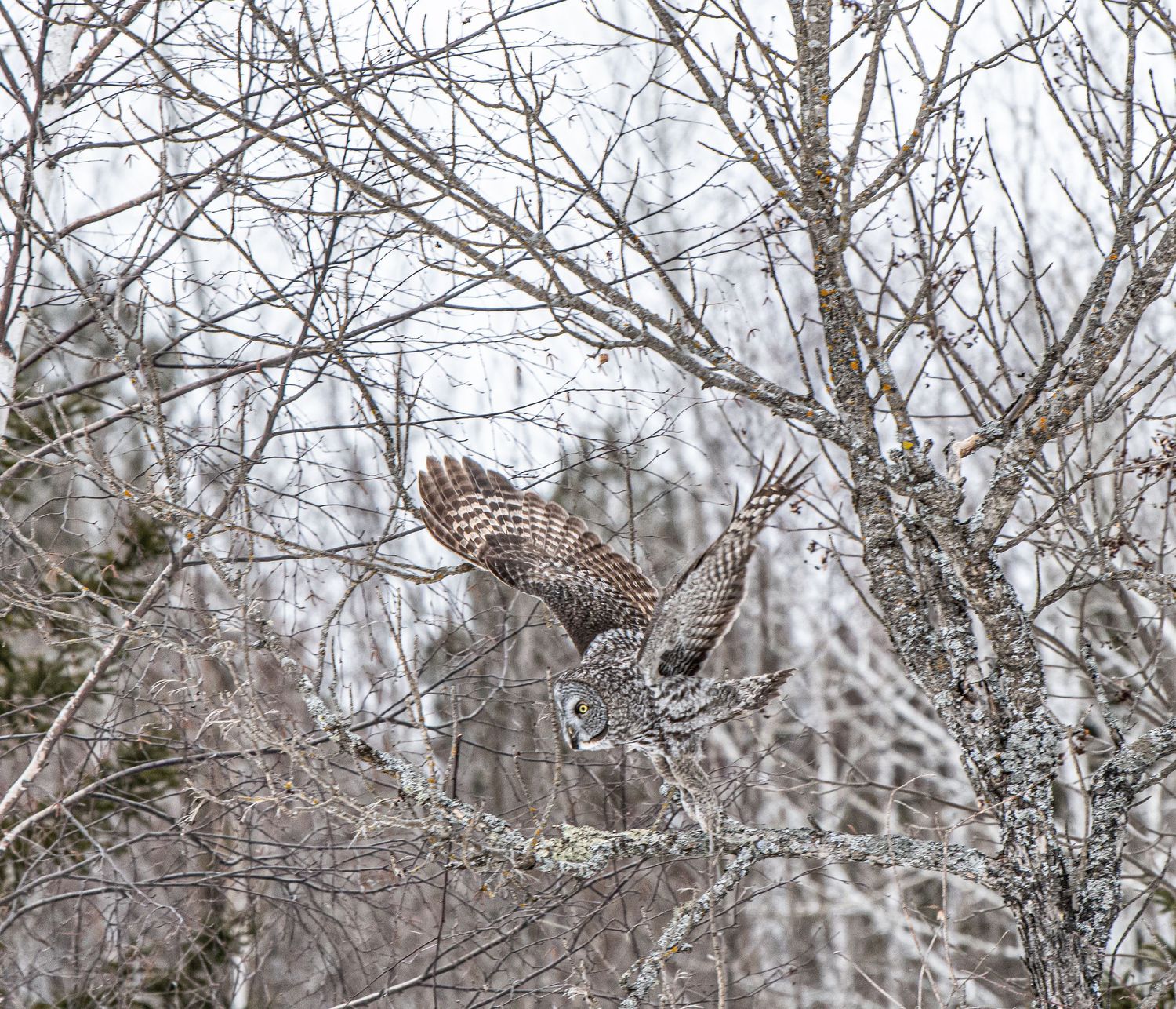 wildlife