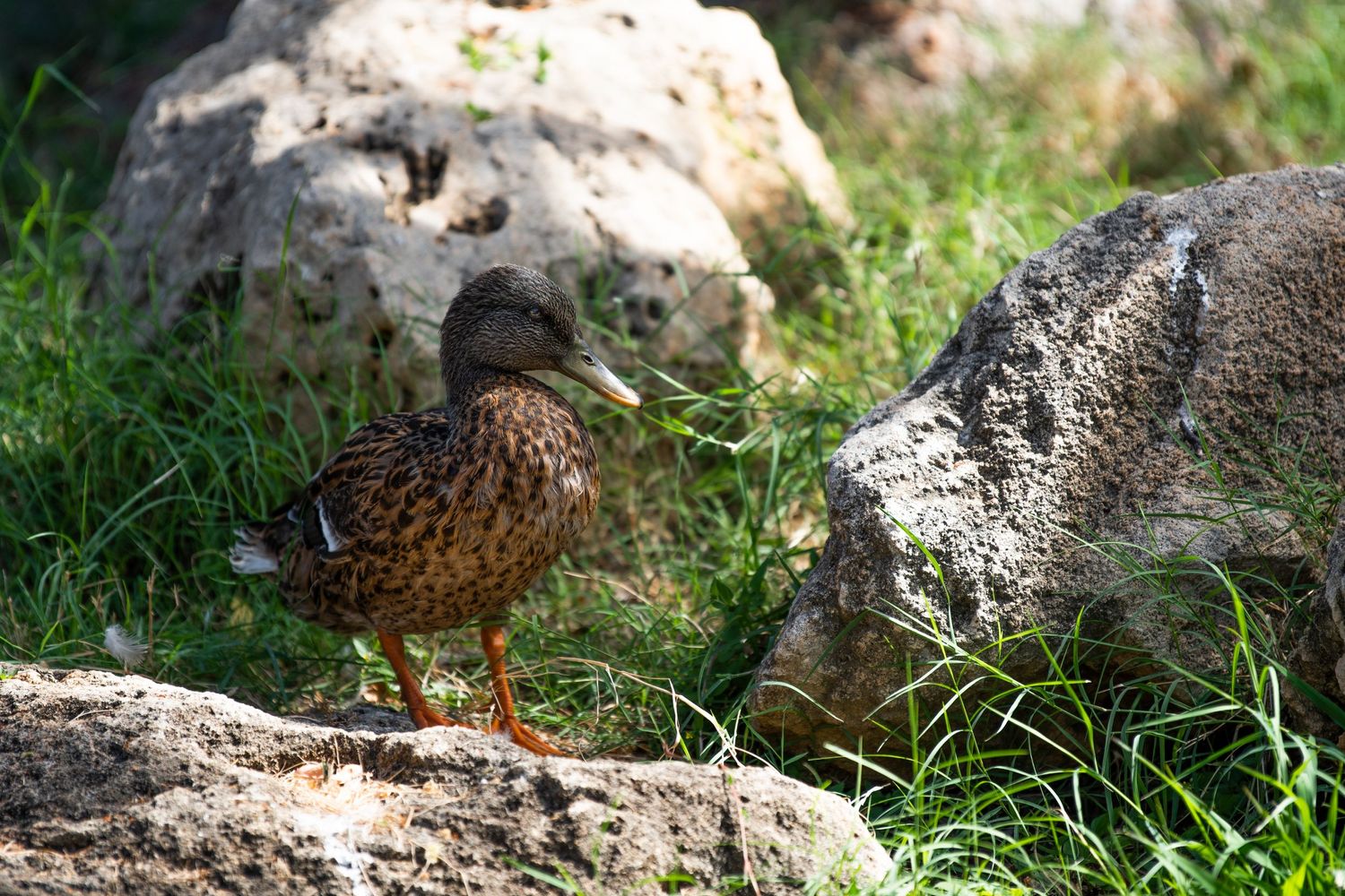wildlife