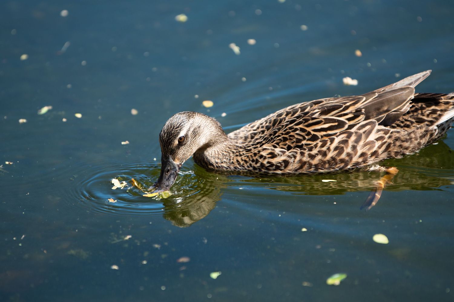 wildlife
