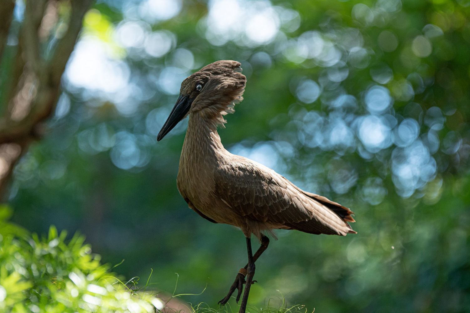 wildlife