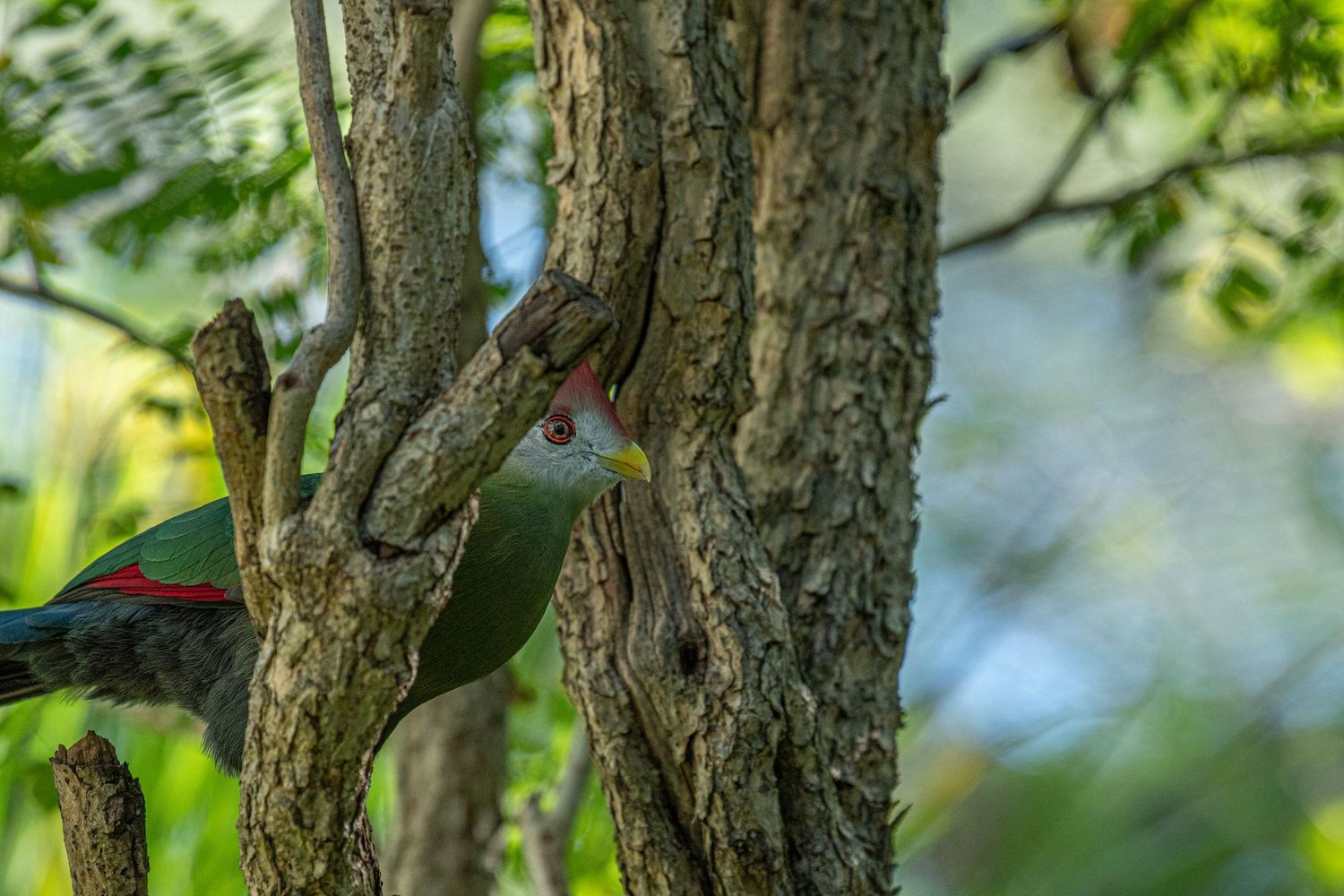 wildlife
