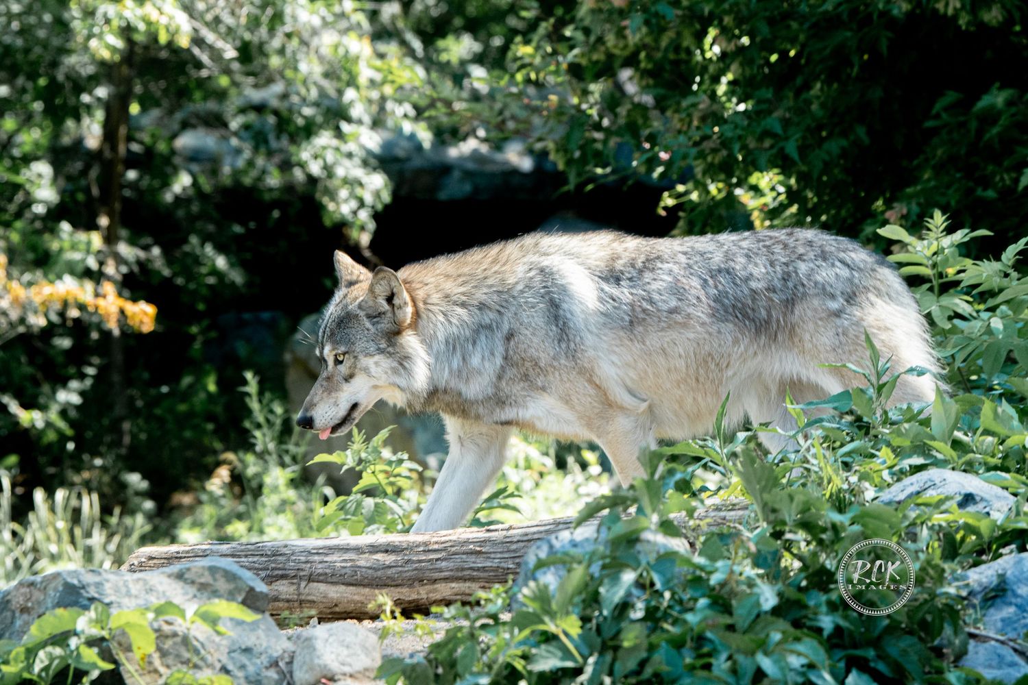 wildlife
