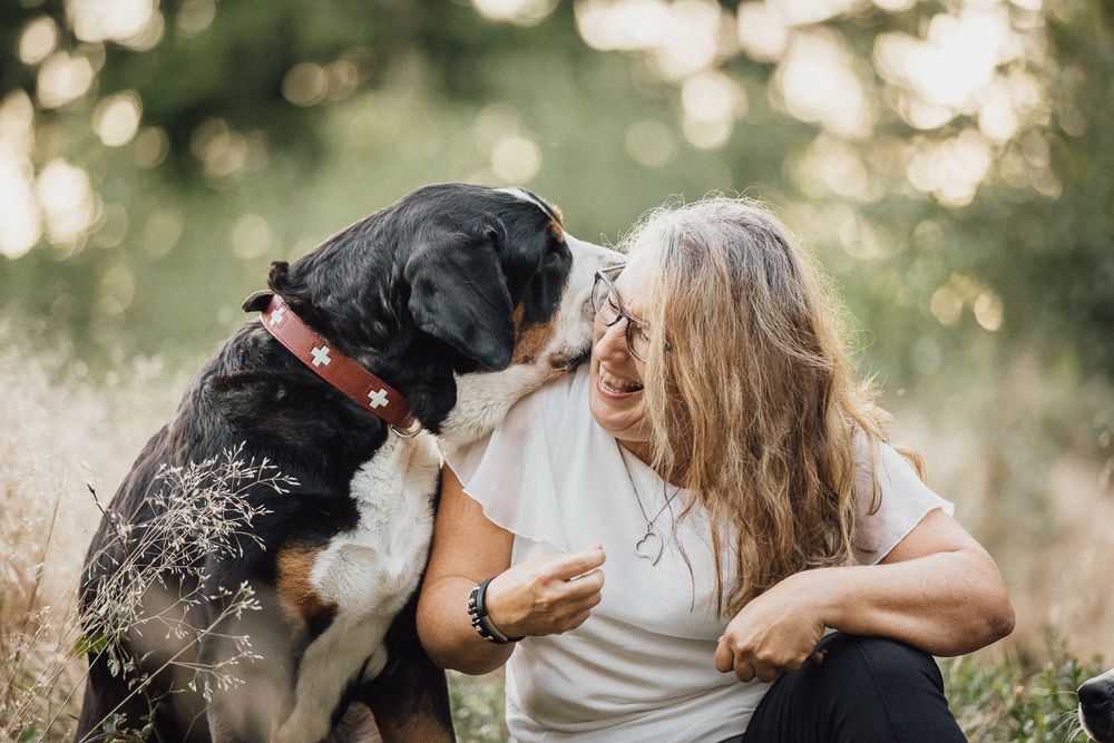Hundefotos Hundefotoshooting Birgit Stummer Fotografie Oberösterreich Fotoshooting Gutscheine Gutschein Grosser Schweizer Sennenhund