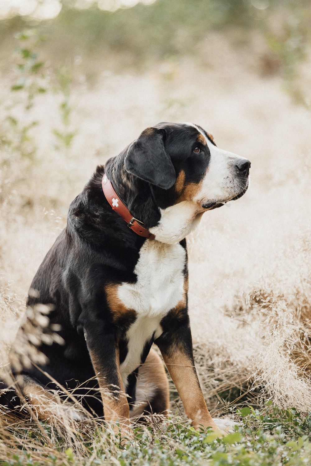 Hundefotos Hundefotoshooting Birgit Stummer Fotografie Oberösterreich Fotoshooting Gutscheine Gutschein Grosser Schweizer Sennenhund