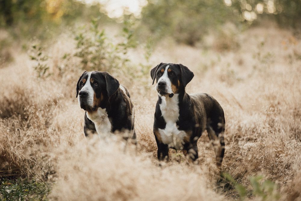 Hundefotos Hundefotoshooting Birgit Stummer Fotografie Oberösterreich Fotoshooting Gutscheine Gutschein Grosser Schweizer Sennenhund
