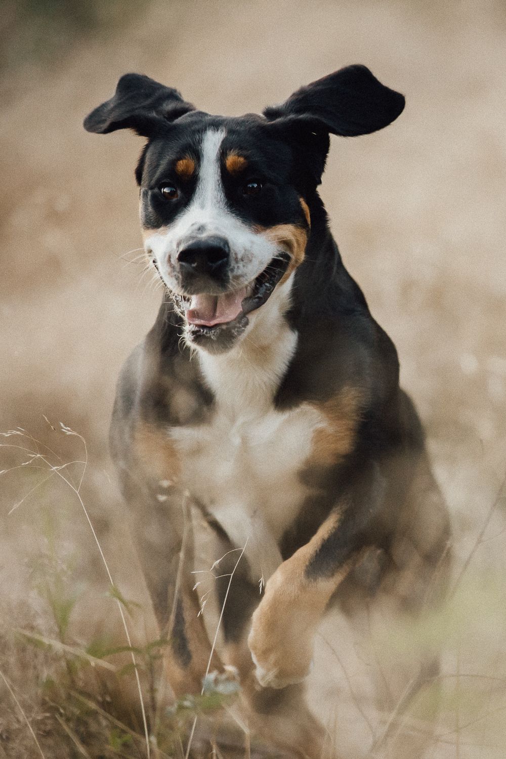 Hundefotos Hundefotoshooting Birgit Stummer Fotografie Oberösterreich Fotoshooting Gutscheine Gutschein Grosser Schweizer Sennenhund
