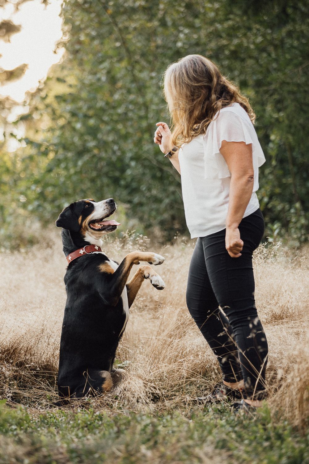 Hundefotos Hundefotoshooting Birgit Stummer Fotografie Oberösterreich Fotoshooting Gutscheine Gutschein Grosser Schweizer Sennenhund