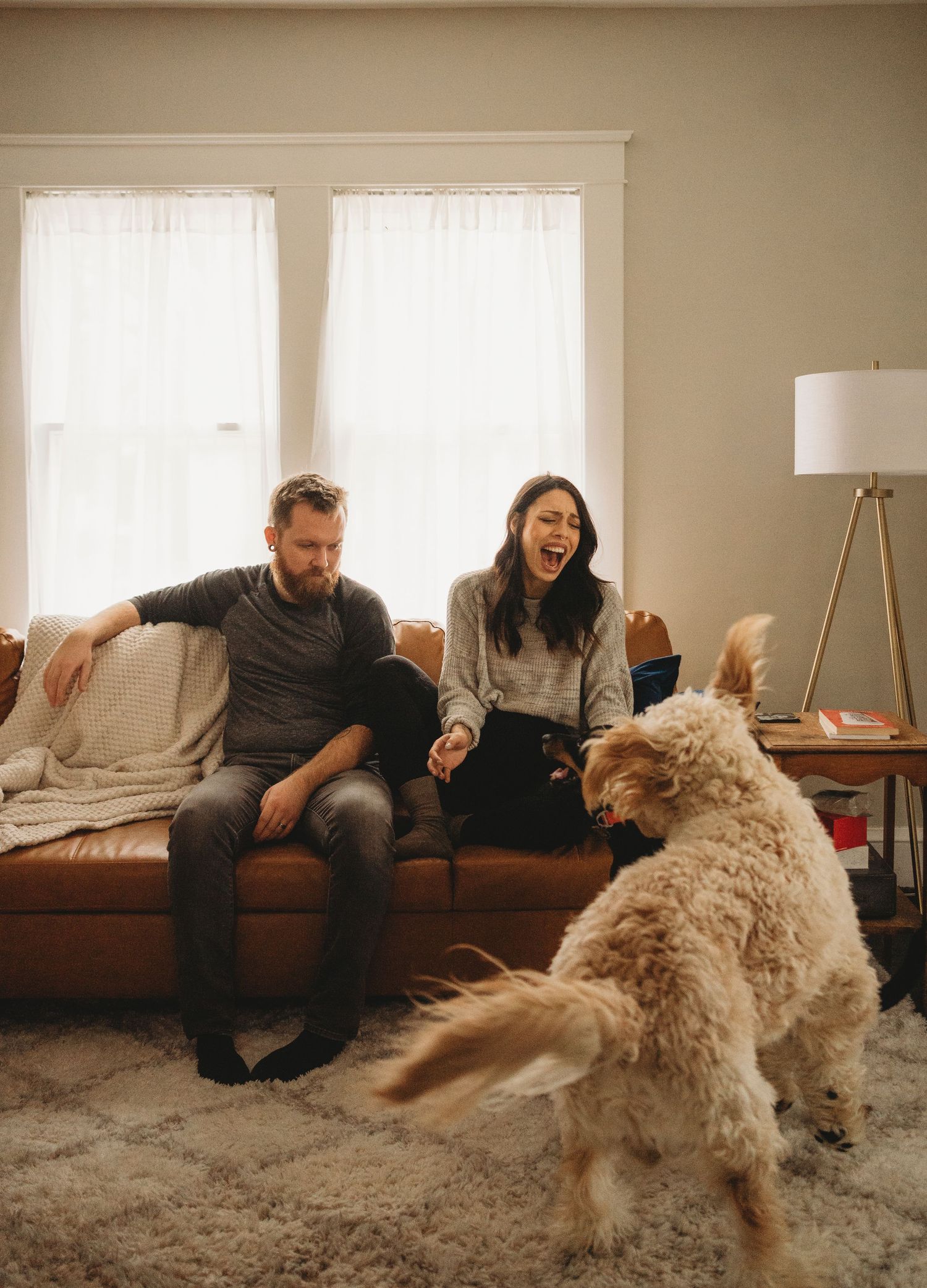 A playful goldendoodle dog interacts with a couple on their leather couch.