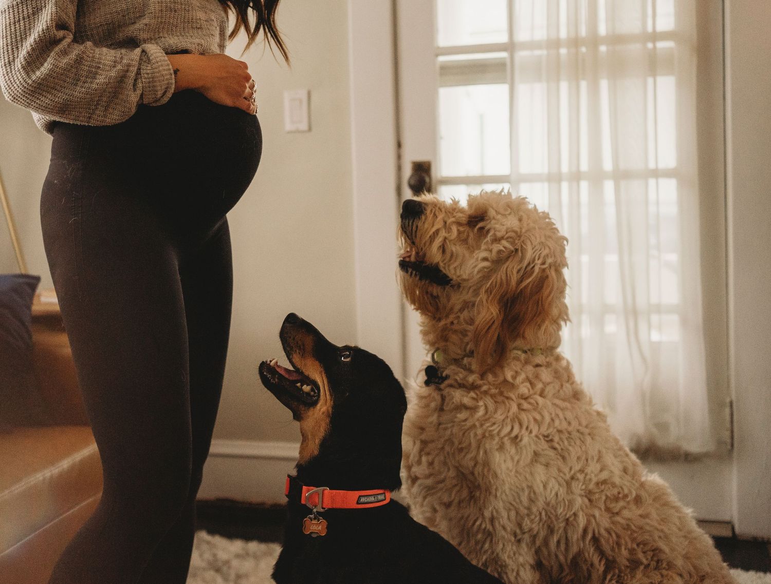Two dogs looking up eagerly at pregnant person standing by window in casual home setting.