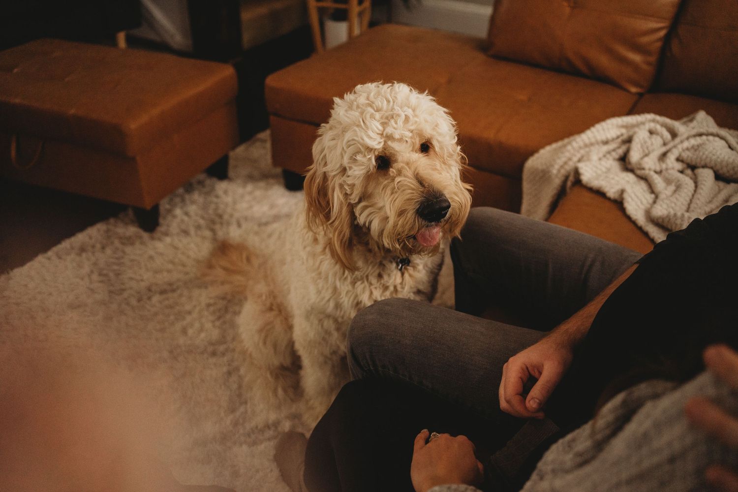 A fluffy white doodle dog sits on a brown leather couch in a living room.