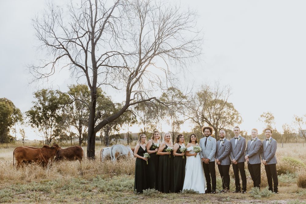 Wedding party posing with cattle by a pond, bridesmaids in black gowns and groomsmen in grey suits.
