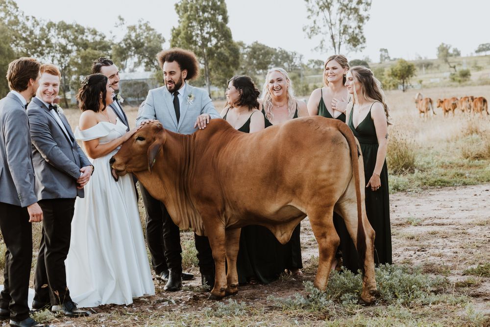 Wedding party posing with a brown bull on a farm, bridesmaids in black dresses and groomsmen in grey suits.