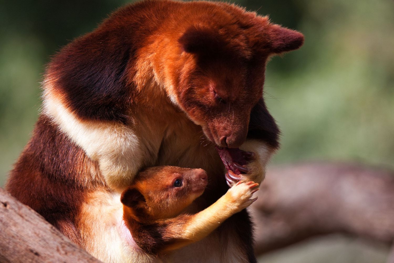 Tree Kangaroo and Joey