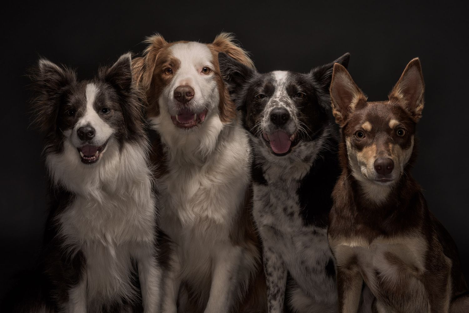 A group of working dogs post together for a studio portrait