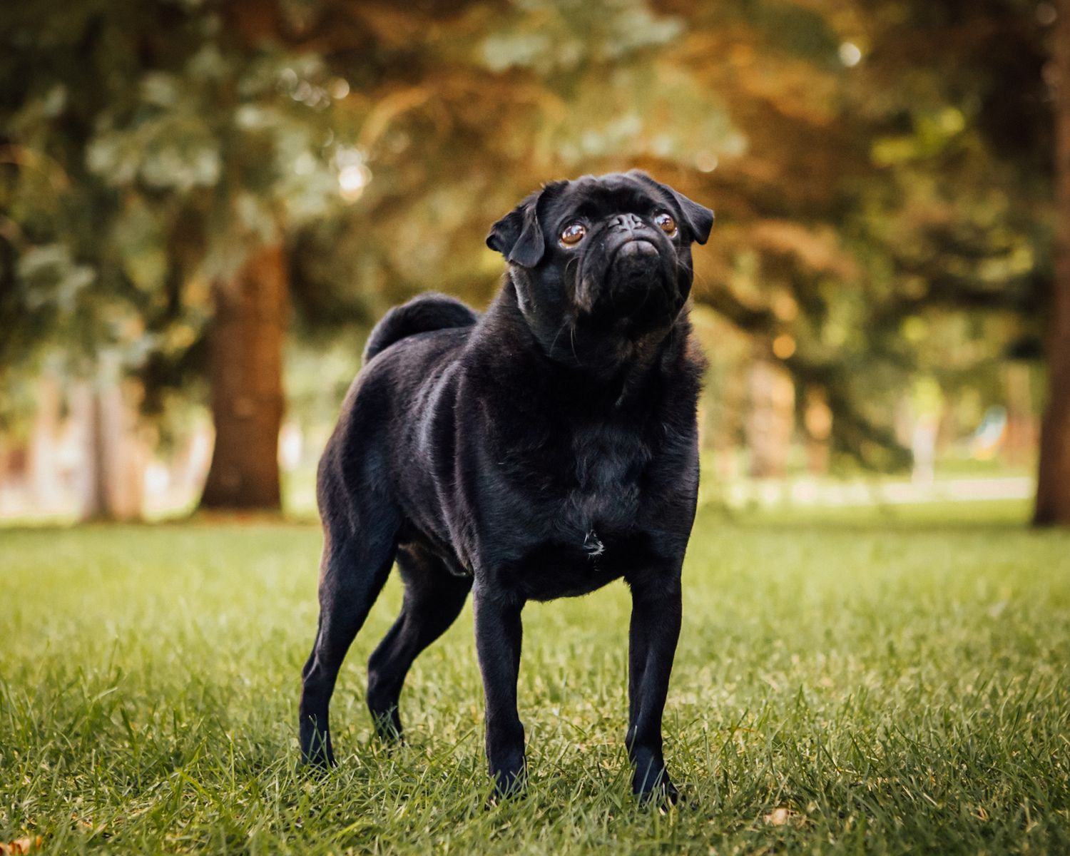 black Pug dog full body photo outside with pine trees in the background