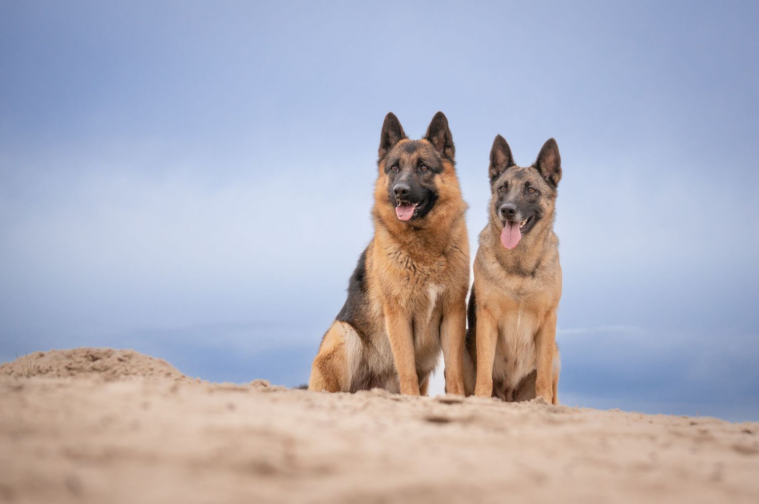 twee grote honden zitten naast elkaar op een zandheuvel voor een helder blauwe lucht