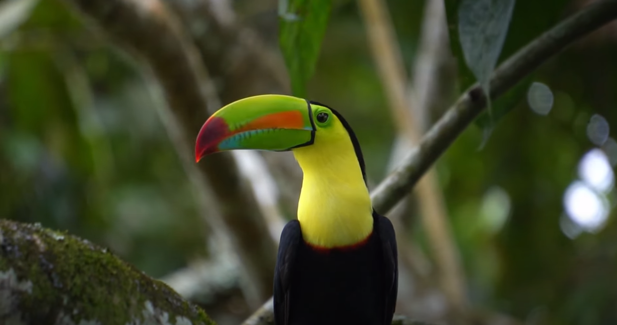 Close-up portrait of a colorful keel-billed toucan perched on a branch.