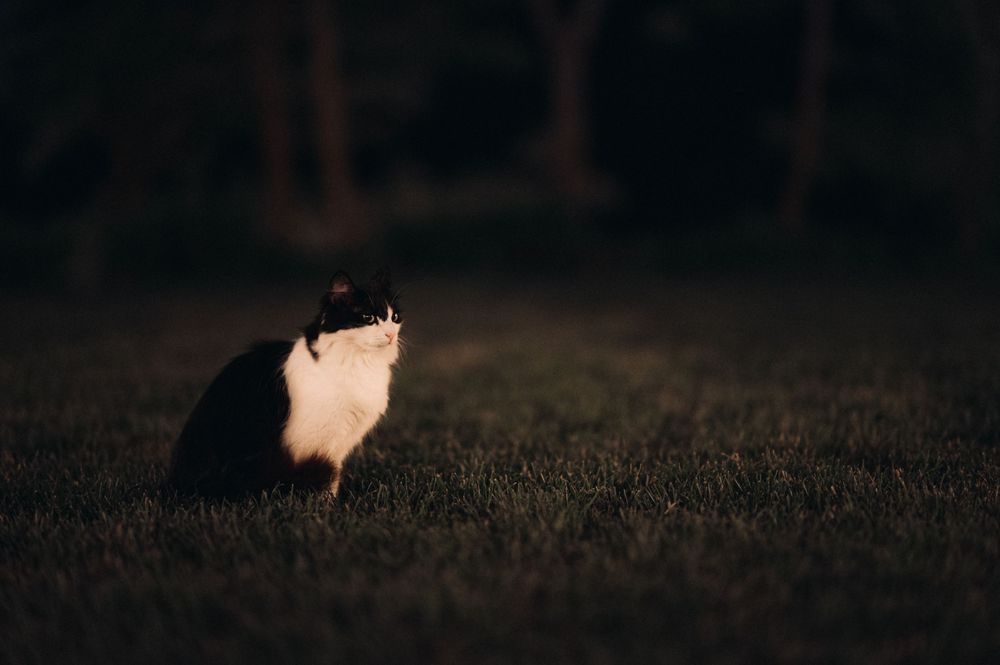 Black and white cat sits alone in dark grass at night.