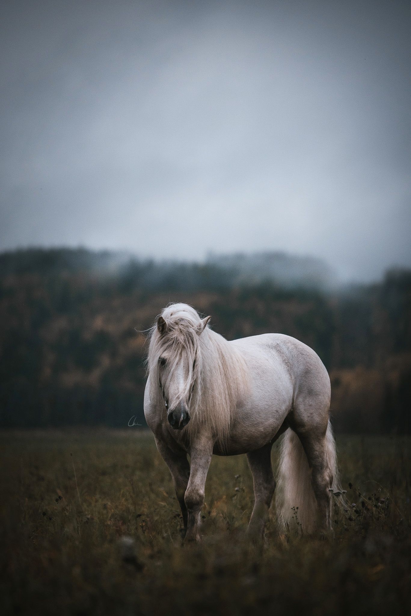 Hästfotograf Leksand