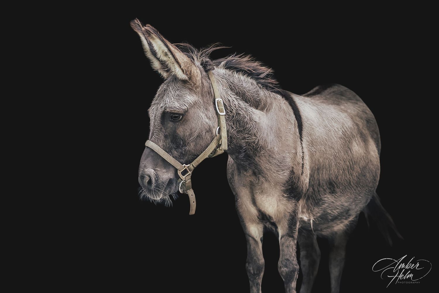 A black background of a cute mini donkey.