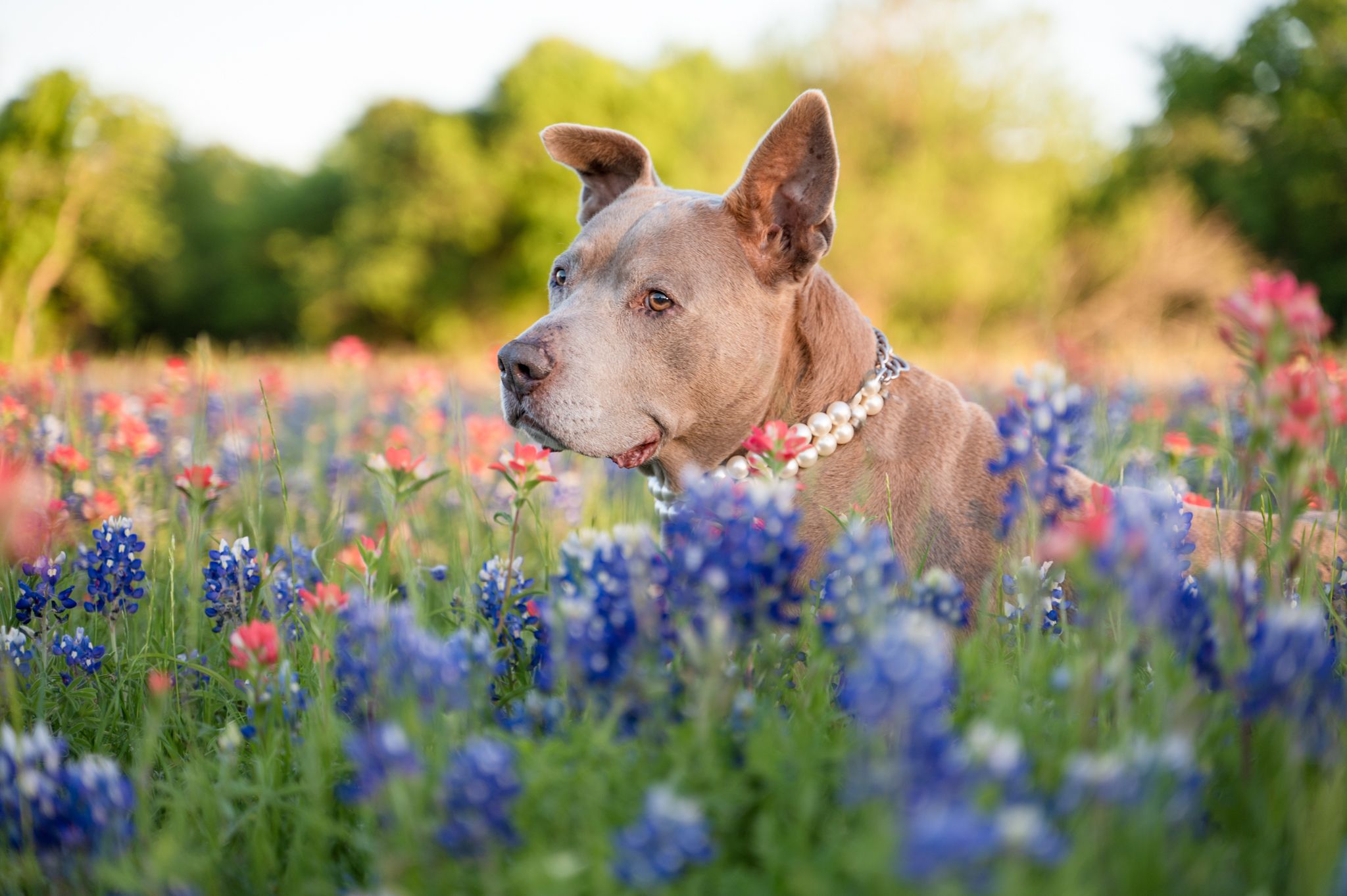 female pitbull wearing a pearl necklace sitting in a field of Texas wildflowers