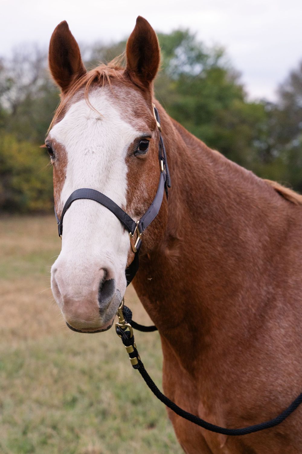 Close up portrait of a brown horse with a white blaze.