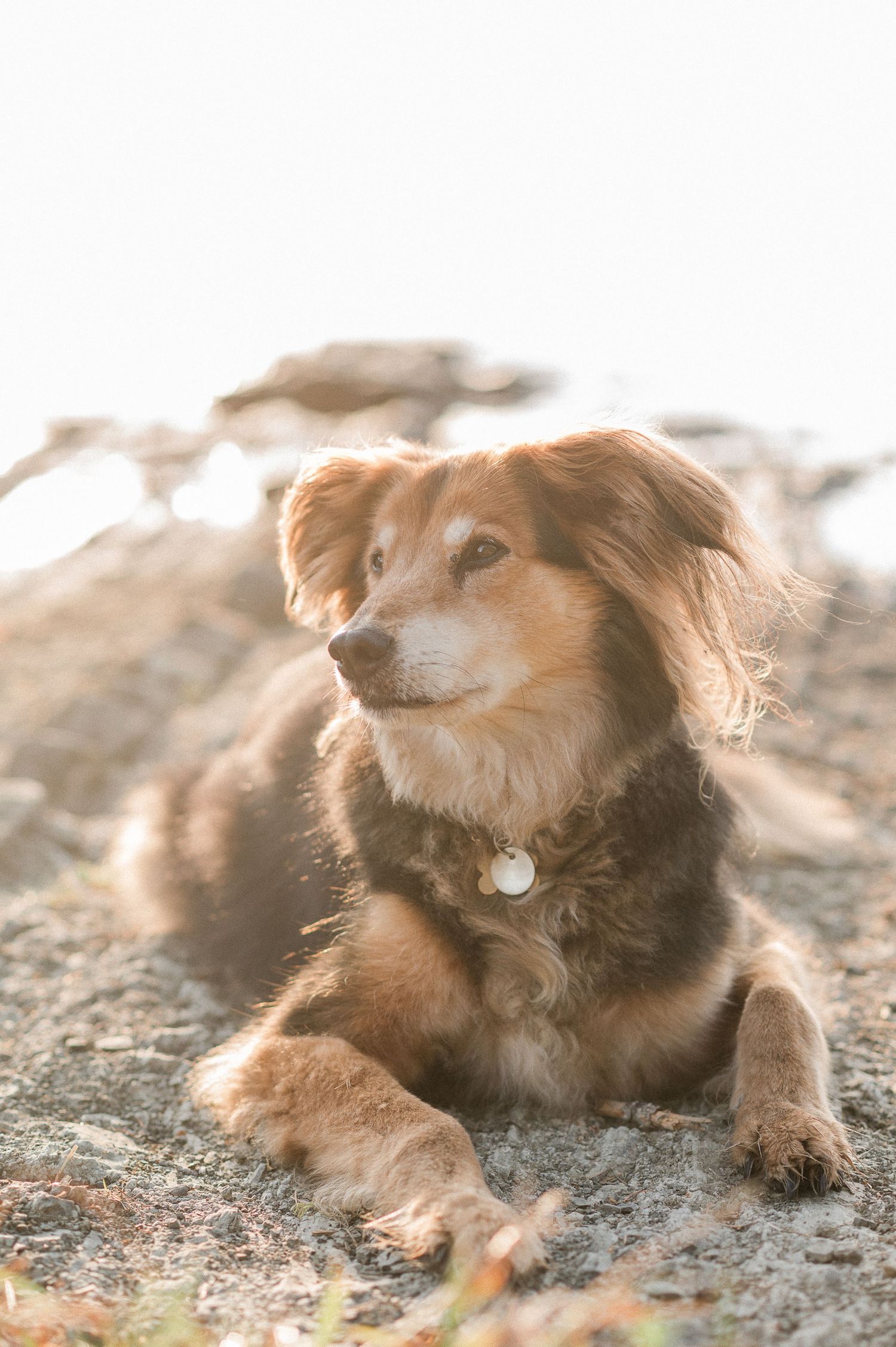 A brown mixed-breed dog with fluffy fur lies on rocky ground in warm sunlight, wearing a collar with a tag.