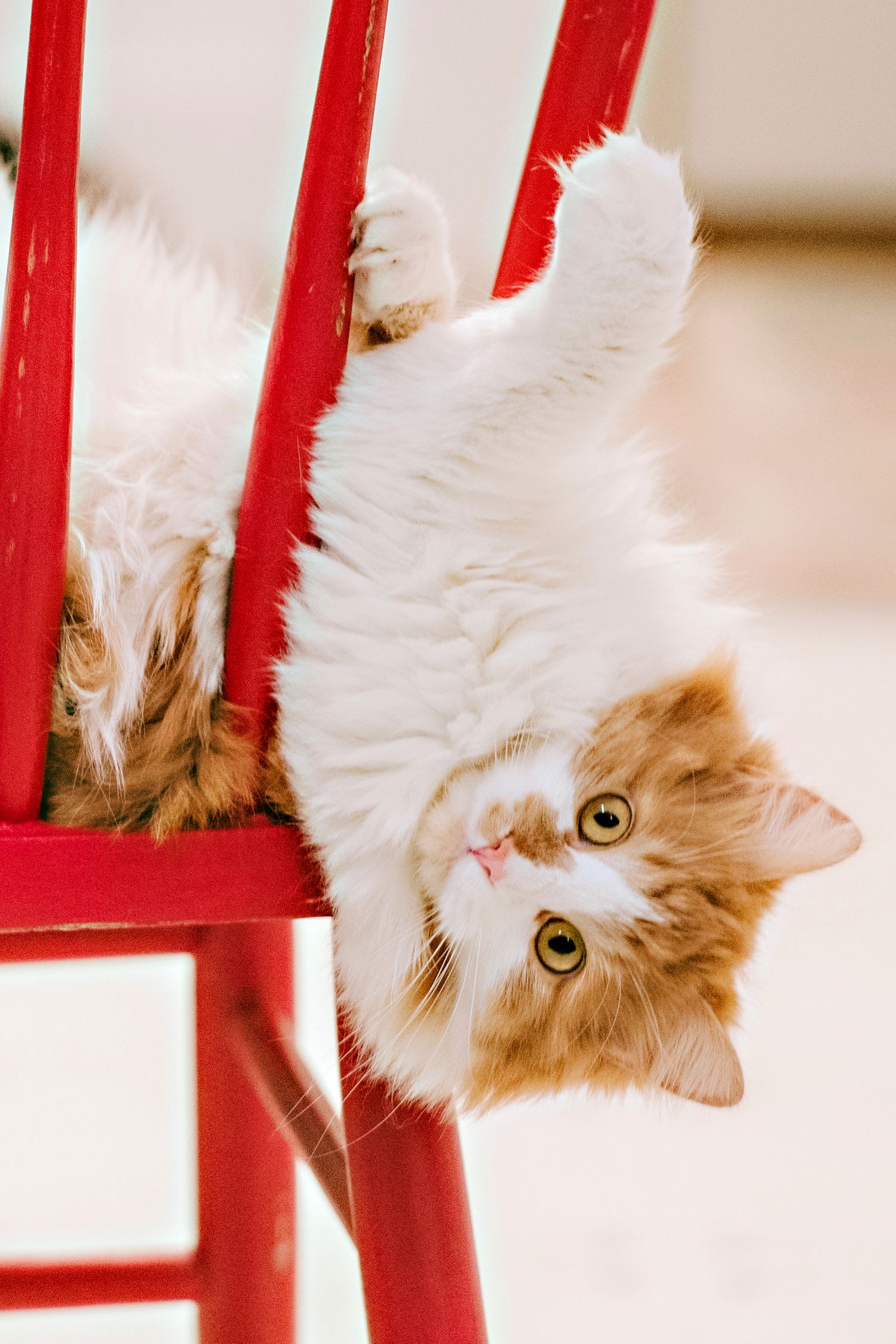 Long haired ginger cat laying on red chair