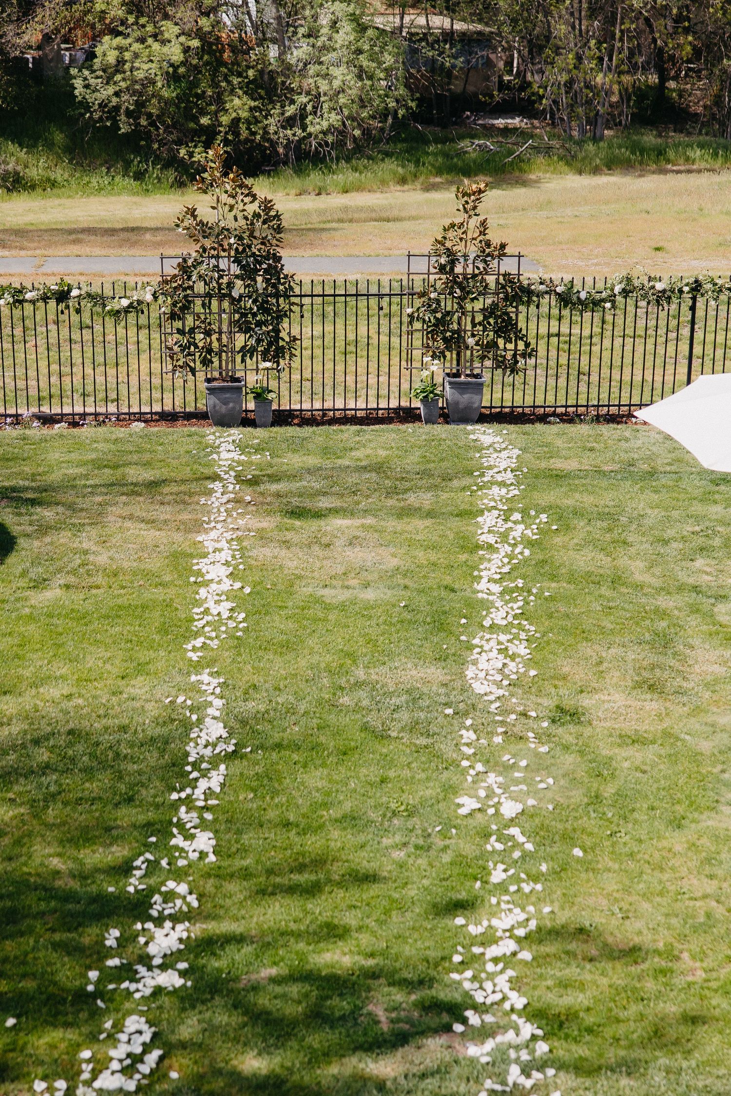 White flower petals forming two parallel aisle lines on green grass with decorative fence.