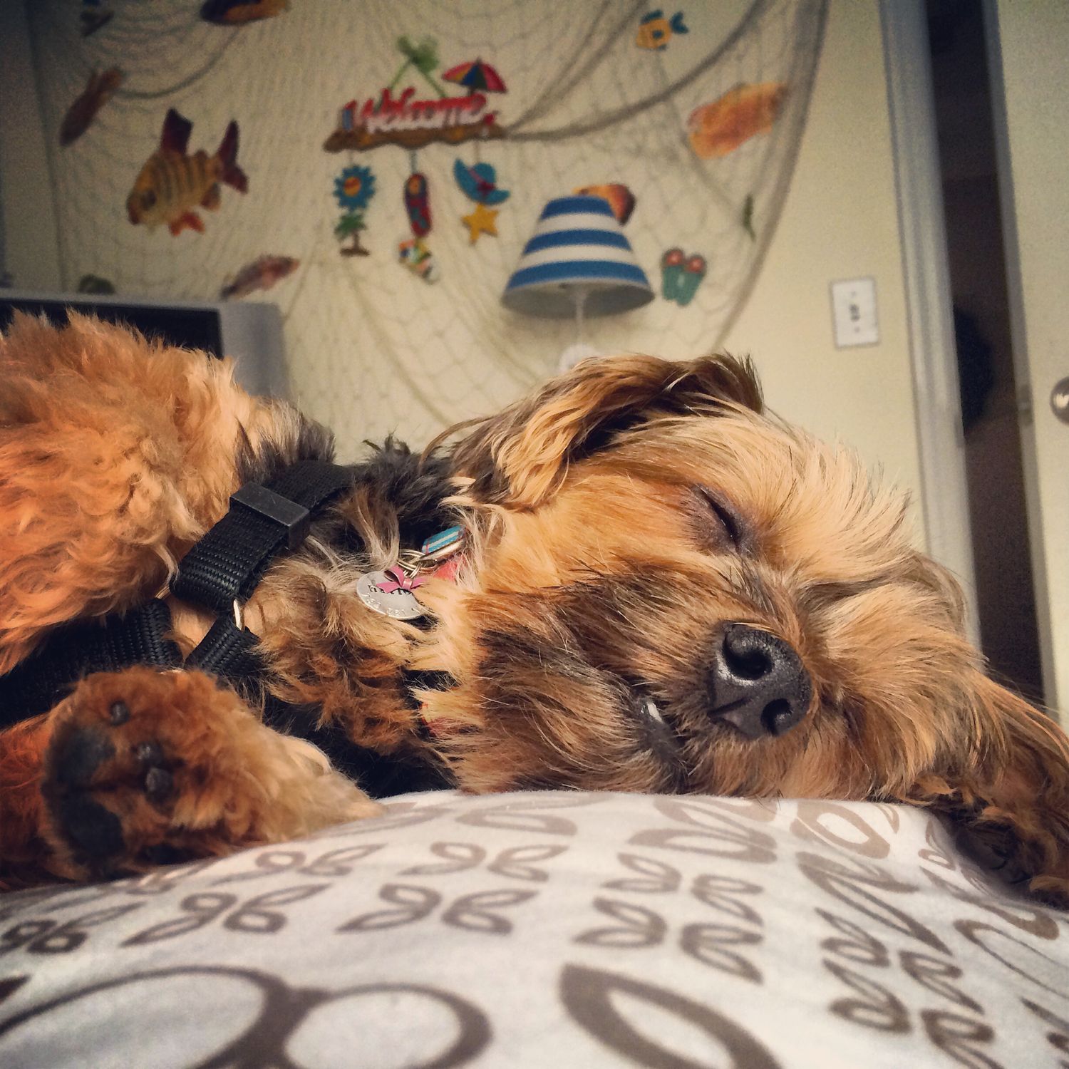 Close-up portrait of a Yorkshire terrier puppy lying on patterned bedding with playful expression.
