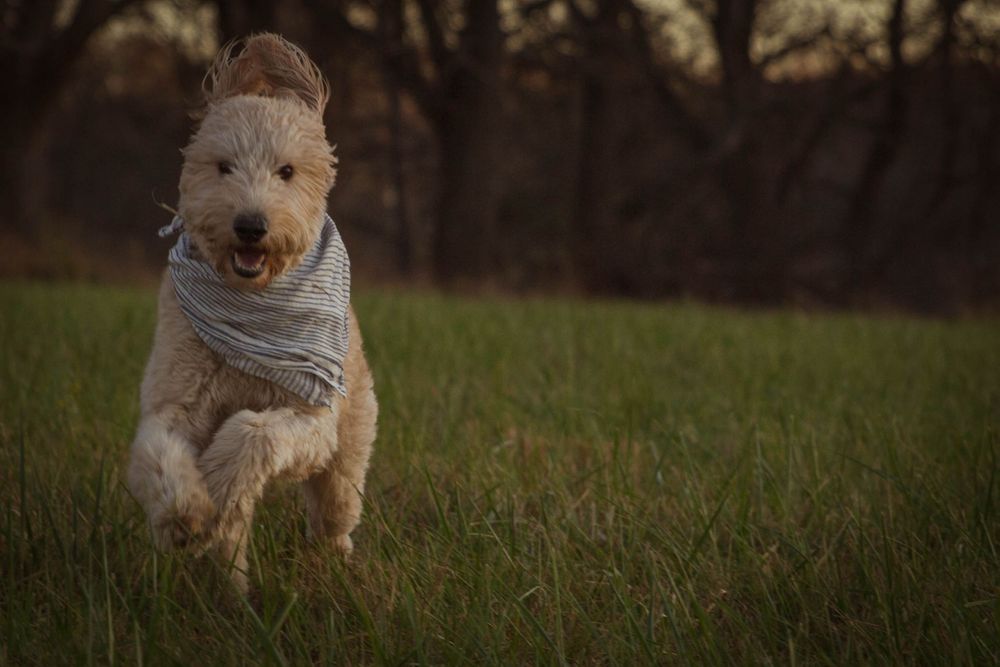 Dog jumping in field Cara Dawn Photography