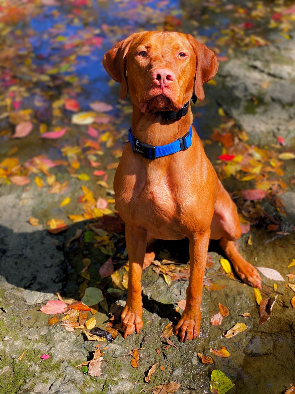Handsome vizsla Cara Dawn Photography
