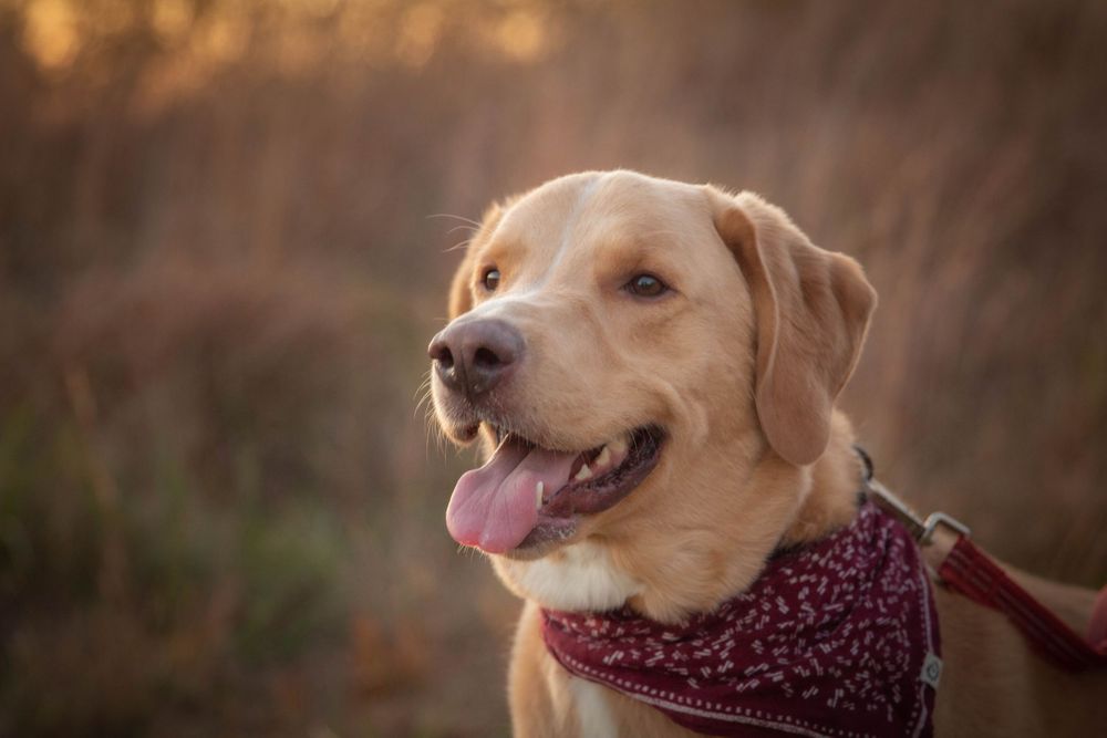 Happy dog in the sunset Cara Dawn Photography