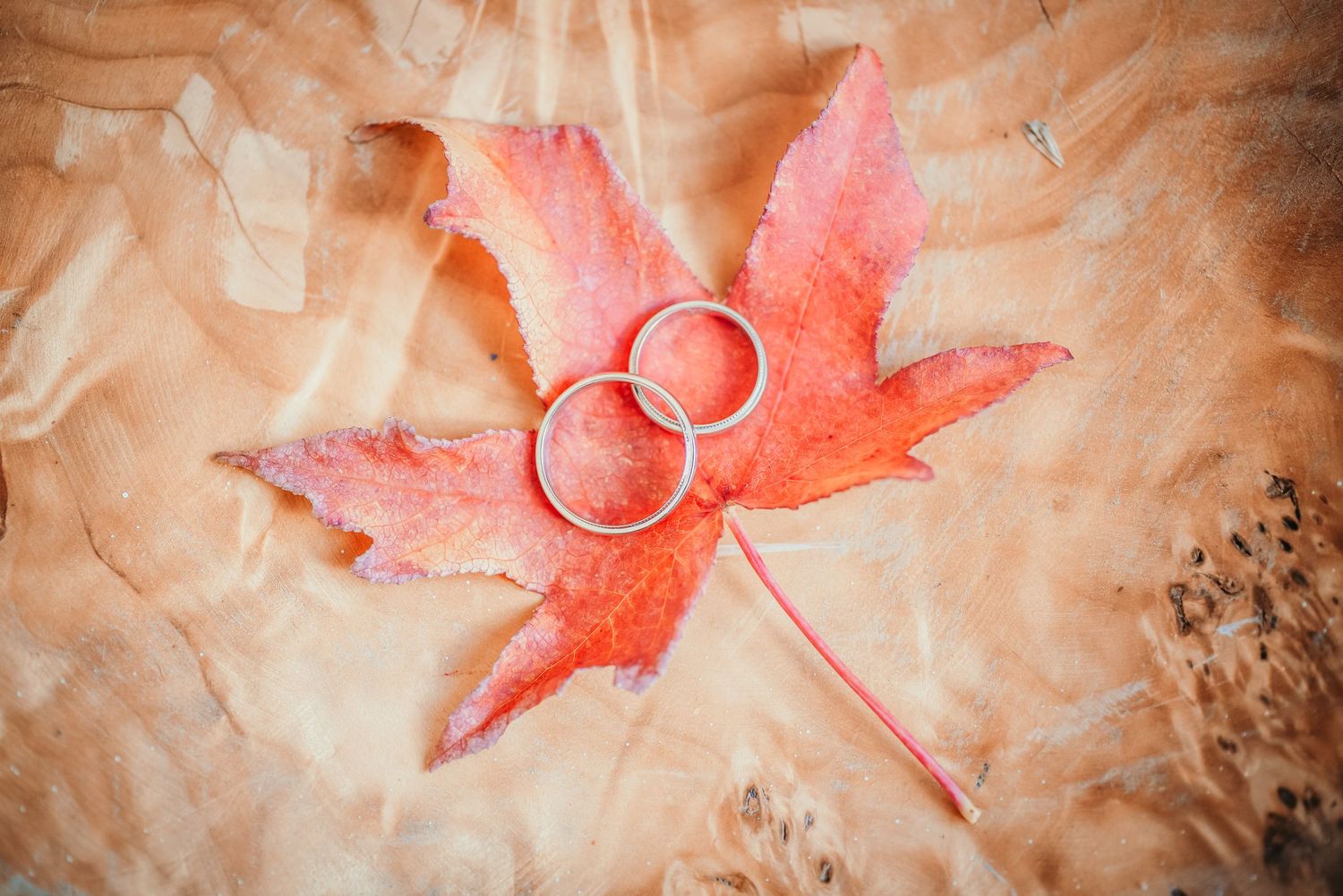 Two wedding rings displayed on a vibrant red autumn maple leaf.