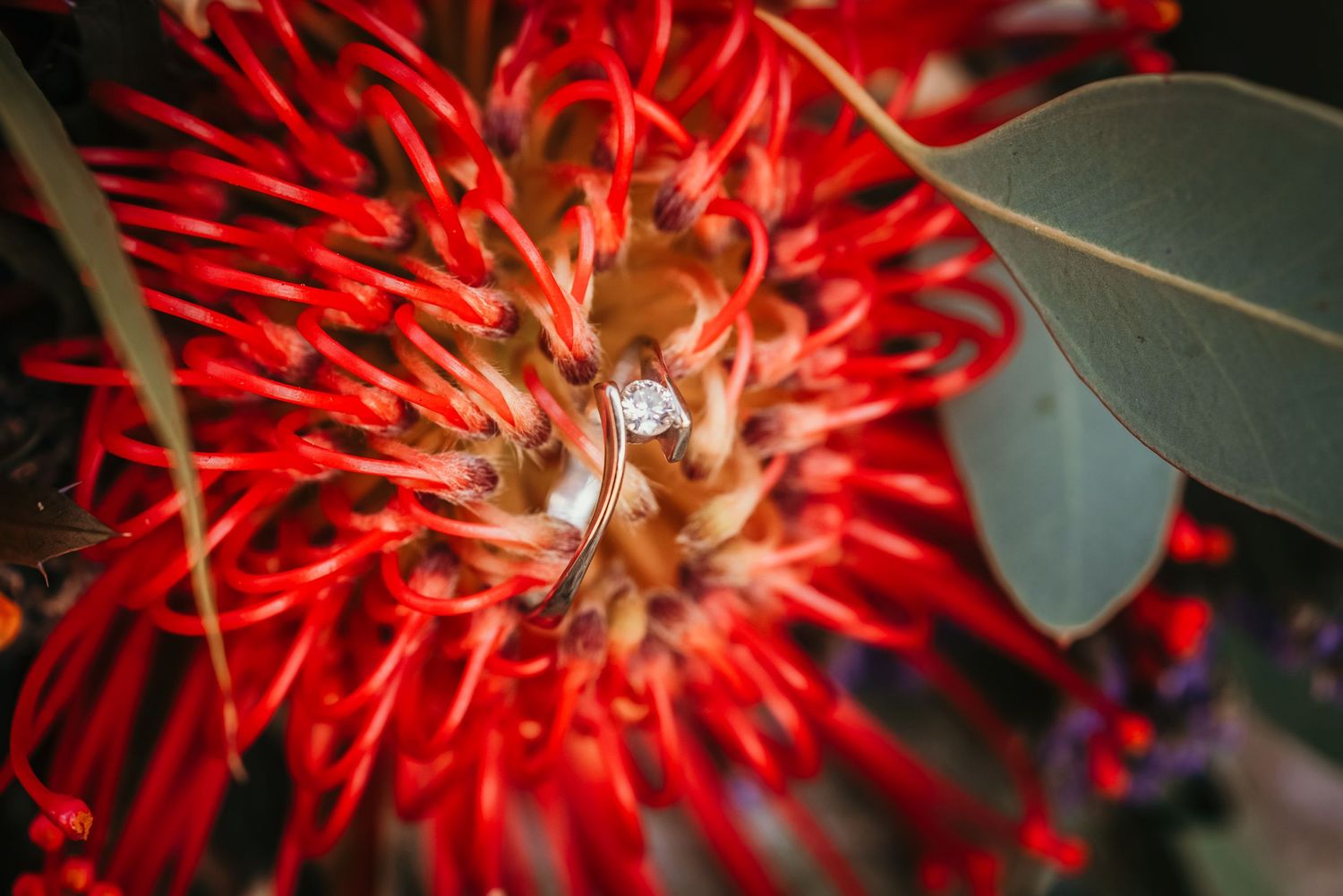 Diamond engagement ring nestled in bright red exotic flower bloom.