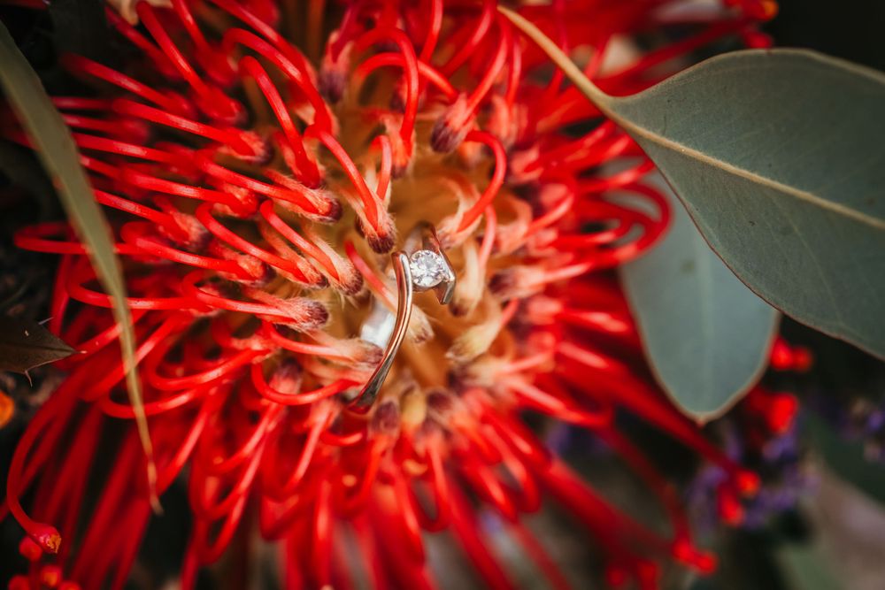 Diamond engagement ring nestled in bright red exotic flower bloom.
