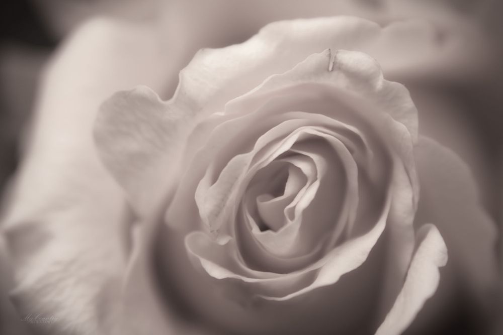 A close up of a rose in black and white. The photos gives a high-end and classy feeling.