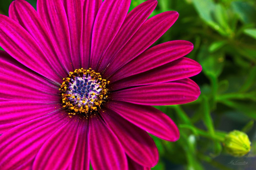 Maroon African Daisy, or Osteospermum. Close up of flower, with petals, pistols, and pollon in clear detail.