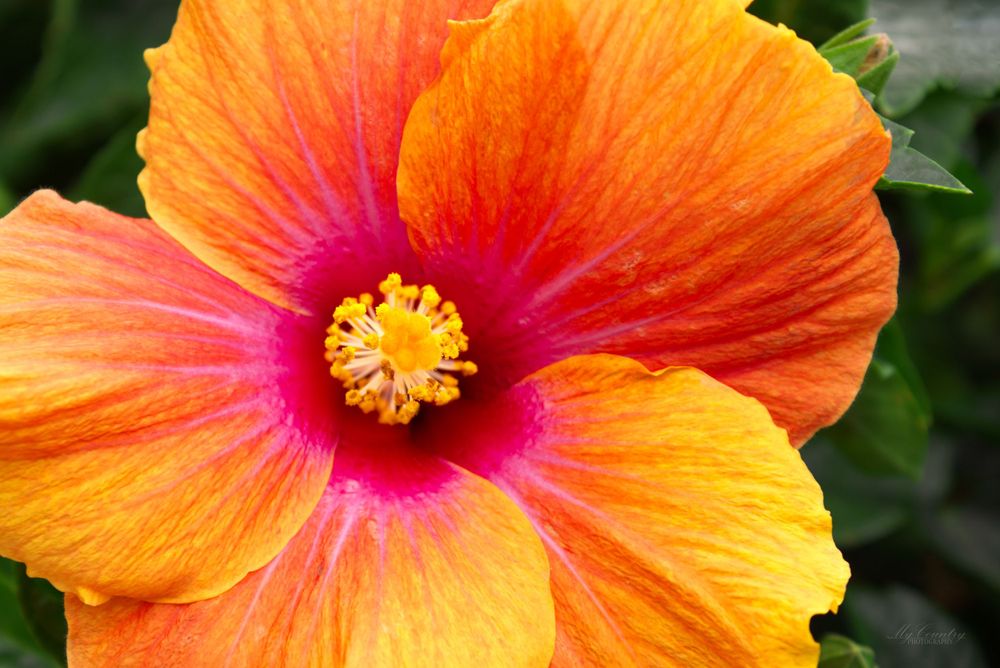 Fiesta Hibiscus. The close up reveals bright reds, pinks, and oranges.