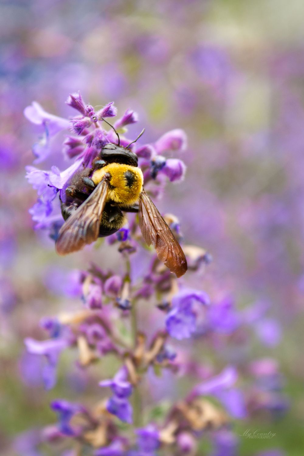 A bee sitting on a Catmint flower. The bee is loaded with pollen and its wings are in full display.