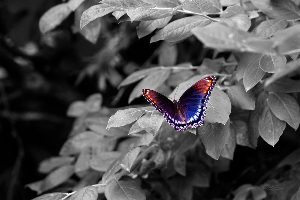 Red-Spotted Purple butterfly. It is sitting on a blueberry bush. The bush is in black and white.