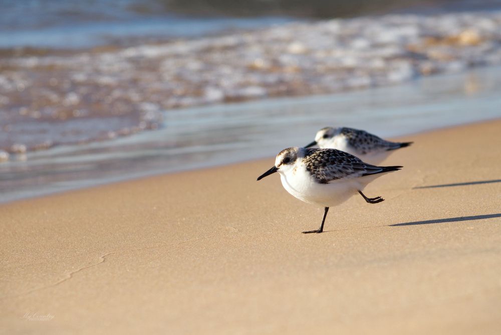 Pair Sand Pipers or Sanderlings on Silver Beach, Lake Michigan. They appear to be running on the sand towards the Lake.