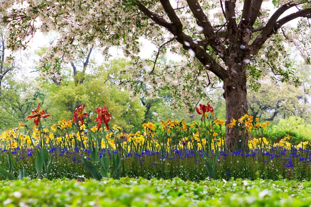 Small landscape of a garden. The petals from the tree are falling like snow. There are red, yellow, and blue flowers.