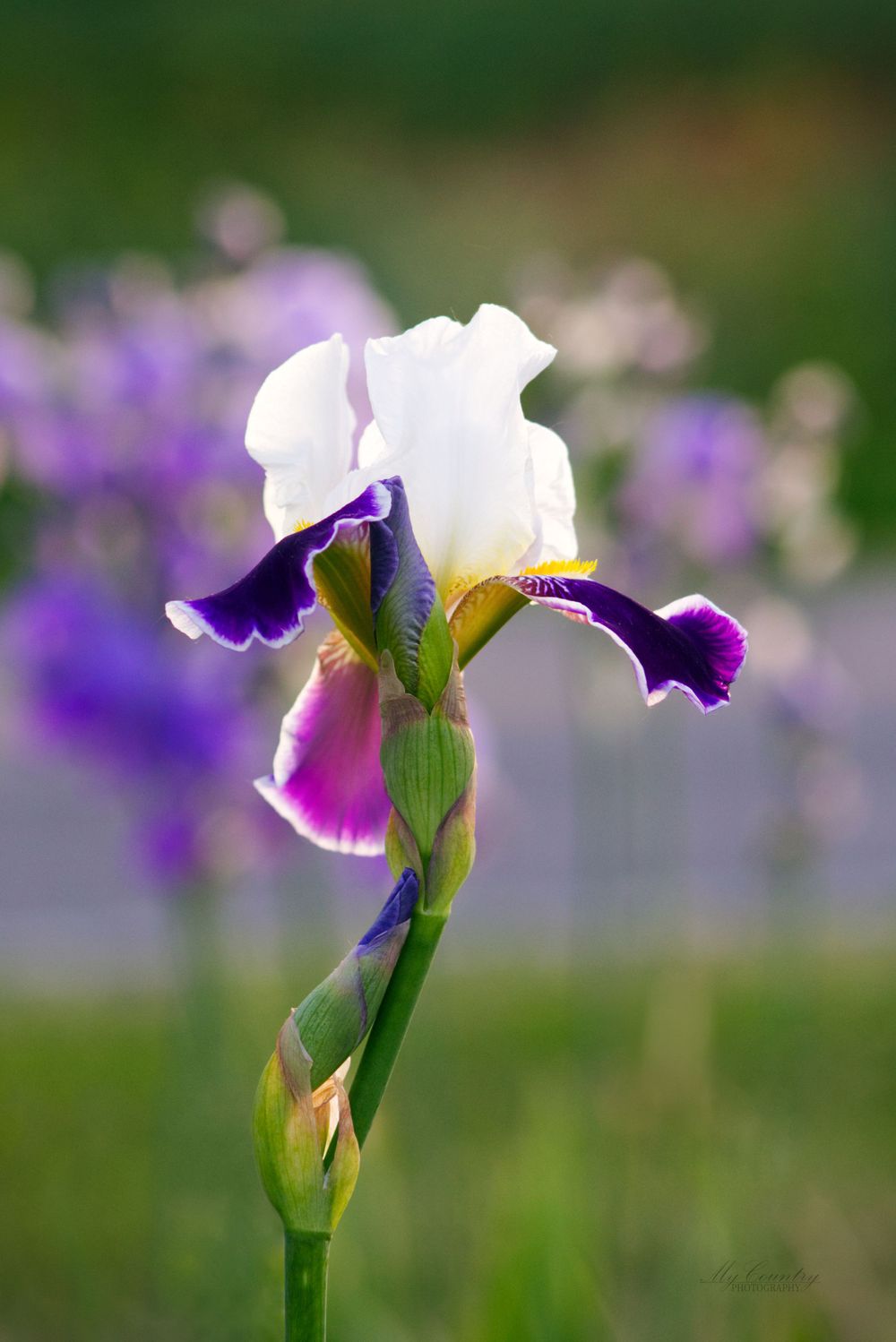 Bearded Iris. The flower is purple and white, with more, blurry Iris's in the background. A Bokeh effect is used.